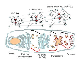 Retículo
Endoplasmático
Núcleo
Aparelho
de Golgi
Caveossoma
Cavéolas
NÚCLEO
CITOPLASMA
MEMBRANA PLASMÁTICA
 