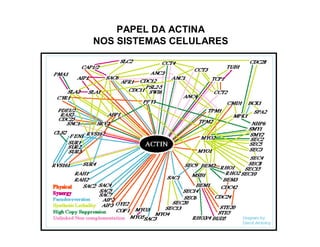 PAPEL DA ACTINA
NOS SISTEMAS CELULARES
 