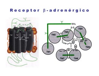 R e c e p t o r  - a d r e n é r g i c o
 
