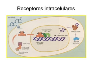 Receptores intracelulares
 