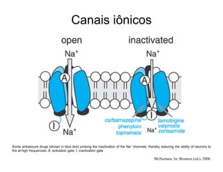 Some antiseizure drugs (shown in blue text) prolong the inactivation of the Na+
channels, thereby reducing the ability of neurons to
fire at high frequencies. A, activation gate; I, inactivation gate
McNamara. In: Brunton (ed.), 2006
Canais iônicos
 
