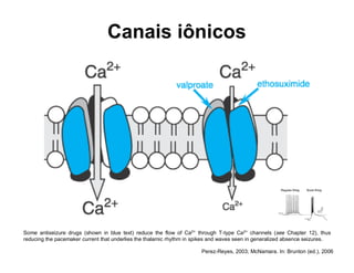 Some antiseizure drugs (shown in blue text) reduce the flow of Ca2+
through T-type Ca2+
channels (see Chapter 12), thus
reducing the pacemaker current that underlies the thalamic rhythm in spikes and waves seen in generalized absence seizures.
Canais iônicos
Perez-Reyes, 2003; McNamara. In: Brunton (ed.), 2006
 