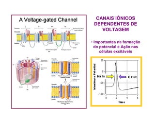 CANAIS IÔNICOS
DEPENDENTES DE
VOLTAGEM
• Importantes na formação
do potencial e Ação nas
células excitáveis
 