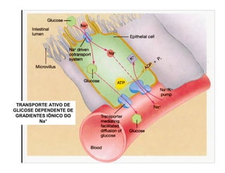 TRANSPORTE ATIVO DE
GLICOSE DEPENDENTE DE
GRADIENTES IÔNICO DO
Na+
 