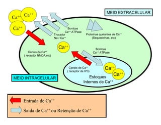 Ca++
Ca++
Ca++
Ca++
Trocador
Na+/ Ca++
Bombas
Ca++ ATPase
Bombas
Ca++ ATPase
Entrada de Ca++
Saída de Ca++ ou Retenção de Ca++
Canais de Ca++
( receptor de IP3)
Canais de Ca++
( receptor NMDA,etc)
Ca++
MEIO EXTRACELULAR
MEIO INTRACELULAR Estoques
Internos de Ca++
Proteínas quelantes de Ca++
(Sequestrinas, etc)
Ca++
 