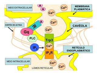 Ca2+
Ca2+
Ca2+
Ca2+
Trp3
A
A
A
RGq
PLC
IP3
IP3R
LÚMEN RETICULAR
Ca2+
Ca2+
CORTÉX DE ACTINA
MEIO INTRACELULAR
MEIO EXTRACELULAR
Ca2+
CAVÉOLA
RETÍCULO
ENDOPLASMÁTICO
MEMBRANA
PLASMÁTICA
 