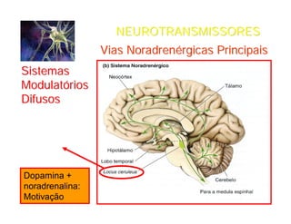 NEUROTRANSMISSORESNEUROTRANSMISSORES
ViasVias NoradrenNoradrenéérgicasrgicas PrincipaisPrincipais
SistemasSistemas
ModulatModulatóóriosrios
DifusosDifusos
Centro da Atenção
Dopamina +
noradrenalina:
Motivação
 
