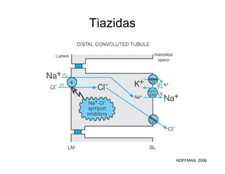 Tiazidas
HOFFMAN, 2006
 