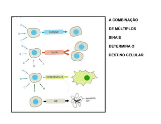 A COMBINAÇÃO
DE MÚLTIPLOS
SINAIS
DETERMINA O
DESTINO CELULAR
 