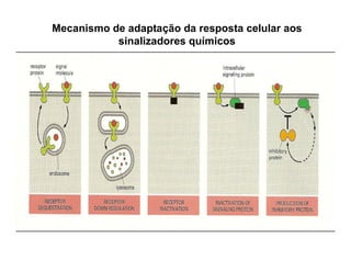Mecanismo de adaptação da resposta celular aos
sinalizadores químicos
 