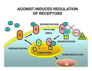 R
A
RR
P
P
DOWN-REGULATION
AGONIST-INDUCED REGULATION
OF RECEPTORS
R
AA
A DESENSITIZATION
GRKs
SEQUESTRATION
RESENSITIZATION
R
P
A
Arr
AC
Ptn G
Arr
FOSFATASES
 