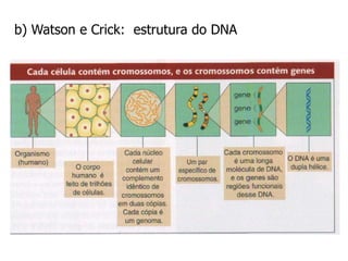b) Watson e Crick: estrutura do DNA
 