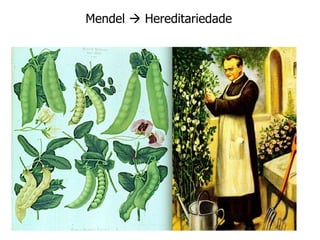 Mendel  Hereditariedade
 