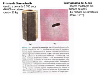 Prisma de Sennacherib
-escrito a cerca de 2.700 anos
-20.000 carcateres
-peso= 50 kg
Cromossomo de E. coli
-poucas mudanças em
milhões de anos
-4,6 milhões de carcateres
-peso= 10-10 g
 