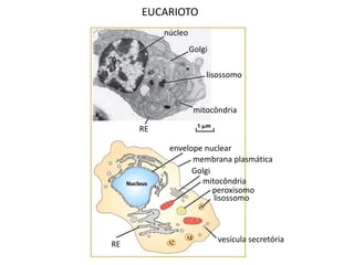 núcleo
Golgi
lisossomo
mitocôndria
RE
envelope nuclear
membrana plasmática
Golgi
mitocôndria
peroxisomo
lisossomo
vesícula secretória
RE
EUCARIOTO
 