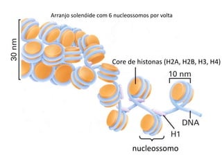 Core de histonas (H2A, H2B, H3, H4)
nucleossomo
Arranjo solenóide com 6 nucleossomos por volta
 