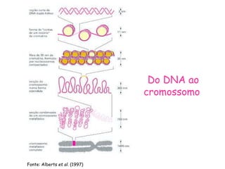 Fonte: Alberts et al. (1997)
Do DNA ao
cromossomo
 