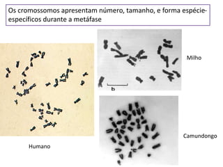 Os cromossomos apresentam número, tamanho, e forma espécie-
específicos durante a metáfase
Camundongo
Milho
Humano
 
