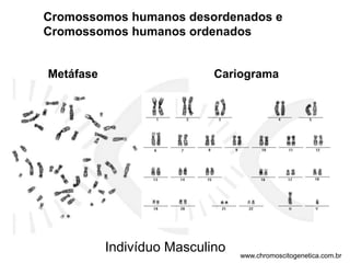 Cromossomos humanos desordenados e
Cromossomos humanos ordenados
Metáfase Cariograma
Indivíduo Masculino www.chromoscitogenetica.com.br
 