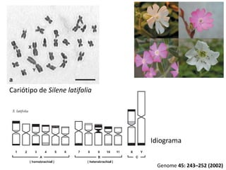 Cariótipo de Silene latifolia
Idiograma
Genome 45: 243–252 (2002)
 