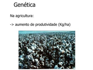 Genética
Na agricultura:
-> aumento de produtividade (Kg/ha)
 