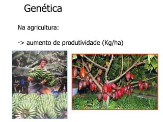 Genética
Na agricultura:
-> aumento de produtividade (Kg/ha)
 