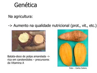 Genética
Na agricultura:
-> Aumento na qualidade nutricional (prot., vit., etc.)
Foto: : Carlos Solano
Batata-doce de polpa amarelada ->
rica em carotenóides – precursores
da Vitamina A
 