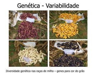 Genética - Variabilidade
Diversidade genética nas raças de milho – genes para cor do grão
 