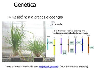 Genética
-> Resistência a pragas e doenças
Planta da direita: inoculada com Polymyxa graminis (virus do mosaico amarelo)
cevada
 
