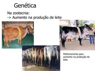 Genética
Na zootecnia:
-> Aumento na produção de leite
Melhoramento para
aumento na produção de
leite
 