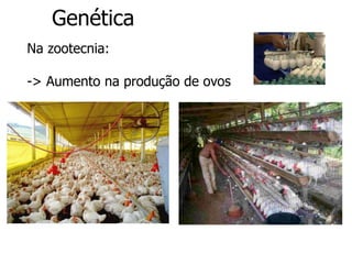 Genética
Na zootecnia:
-> Aumento na produção de ovos
 