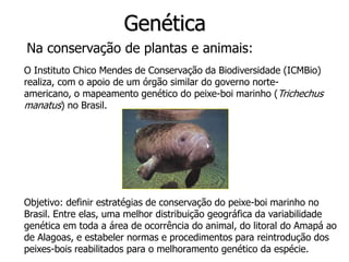 Genética
Na conservação de plantas e animais:
Objetivo: definir estratégias de conservação do peixe-boi marinho no
Brasil. Entre elas, uma melhor distribuição geográfica da variabilidade
genética em toda a área de ocorrência do animal, do litoral do Amapá ao
de Alagoas, e estabeler normas e procedimentos para reintrodução dos
peixes-bois reabilitados para o melhoramento genético da espécie.
O Instituto Chico Mendes de Conservação da Biodiversidade (ICMBio)
realiza, com o apoio de um órgão similar do governo norte-
americano, o mapeamento genético do peixe-boi marinho (Trichechus
manatus) no Brasil.
 
