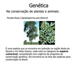 Genética
Na conservação de plantas e animais:
É uma espécie que se encontra em extinção na região Norte do
Paraná e em Mato Grosso, onde está na categoria de espécie
vulnerável, necessitando com urgência de programa de
conservação genética. Ela encontra-se na lista das espécies para
conservação no Brasil.
Peroba-Rosa (Aspidosperma parvifolium)
 