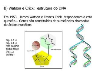 b) Watson e Crick: estrutura do DNA
Em 1953, James Watson e Francis Crick responderam a esta
questão... Genes são constituídos de substâncias chamadas
de ácidos nucléicos
Fig. 1.2 e
Fig. 1.4 e
foto do DNA
dupla hélice
(fig 1.3
griffths)
 