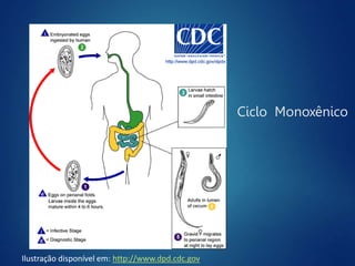 Ciclo Monoxênico
Ilustração disponível em: http://www.dpd.cdc.gov
 
