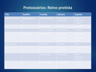 Protozoários: Reino protista
Filo Subfilo Família Gênero Espécie
Sarcomastigophora Mastigophora Trypanosomatidae Trypanosoma
Leishmania
T.cruzi
L.braziliensis
L.chagasi
Hexamitidae Giardia G.lamblia
Trichomonadidae Trichomonas T.vaginalis
Sarcodina Entamoebidae Entamoeba
Iodamoeba
Endolimax
E. histolytica
E.coli
I.Butschilii
E.nana
Apicomplexa Eimeriidae Isospora I.beli
Sarcocystidae Sarcocystis
Toxoplasma
S.hominis
T.gondii
Plasmodiidae Plasmodium P.vivax
P
.falciparum
P.malariae
Cryptosporidiidae Cryptosporidium C.muris
C.parvum
 