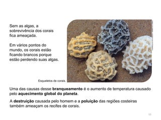 Sem as algas, a
sobrevivência dos corais
fica ameaçada.
Em vários pontos do
mundo, os corais estão
ficando brancos porque
estão perdendo suas algas.
A destruição causada pelo homem e a poluição das regiões costeiras
também ameaçam os recifes de corais.
Esqueletos de corais.
Uma das causas desse branqueamento é o aumento de temperatura causado
pelo aquecimento global do planeta.
FABIOCOLOMBINI/ACERVODOFOTÓGRAFO
11
 