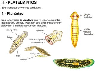 III - PLATELMINTOS
São chamados de vermes achatados
1 - Planárias
São platelmintos de vida livre que vivem em ambientes
aquáticos ou úmidos. Possuem dois olhos muito simples:
percebem a luz mas não formam imagens.
tubo digestório
faringe
boca
alimento
faringe
epiderme
músculo e órgãos
tubo digestório
12
 