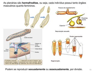 As planárias são hermafroditas, ou seja, cada indivíduo possui tanto órgãos
masculinos quanto femininos.
Podem se reproduzir sexuadamente ou assexuadamente, por divisão. 13
 