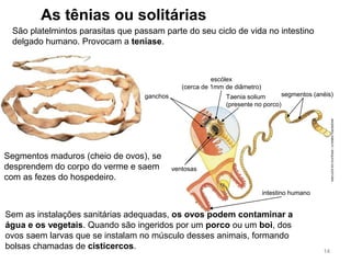 As tênias ou solitárias
São platelmintos parasitas que passam parte do seu ciclo de vida no intestino
delgado humano. Provocam a teníase.
ganchos
escólex
(cerca de 1mm de diâmetro)
ventosas
segmentos (anéis)
intestino humano
INGEBORGASBACH/ARQUIVODAEDITORA
14
Taenia solium
(presente no porco)
Segmentos maduros (cheio de ovos), se
desprendem do corpo do verme e saem
com as fezes do hospedeiro.
Sem as instalações sanitárias adequadas, os ovos podem contaminar a
água e os vegetais. Quando são ingeridos por um porco ou um boi, dos
ovos saem larvas que se instalam no músculo desses animais, formando
bolsas chamadas de cisticercos.
 