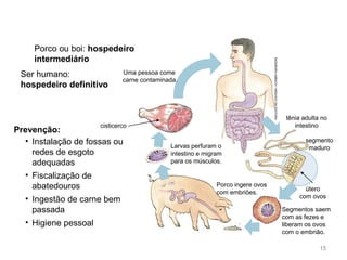 Porco ou boi: hospedeiro
intermediário
• Instalação de fossas ou
redes de esgoto
adequadas
• Fiscalização de
abatedouros
• Ingestão de carne bem
passada
• Higiene pessoal
Ser humano:
hospedeiro definitivo
Uma pessoa come
carne contaminada.
cisticerco
Larvas perfuram o
intestino e migram
para os músculos.
Porco ingere ovos
com embriões.
Segmentos saem
com as fezes e
liberam os ovos
com o embrião.
segmento
maduro
tênia adulta no
intestino
INGEBORGASBACH/ARQUIVODAEDITORA
15
Prevenção:
útero
com ovos
 