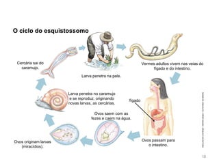 O ciclo do esquistossomo
Vermes adultos vivem nas veias do
fígado e do intestino.
fígado
Ovos saem com as
fezes e caem na água.
Ovos originam larvas
(miracídios).
Larva penetra no caramujo
e se reproduz, originando
novas larvas, as cercárias.
Cercária sai do
caramujo.
Larva penetra na pele.
NOEMIDECARVALHO/HIROESASAKI/ARQUIVODAEDITORA
18
Ovos passam para
o intestino.
 
