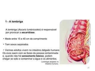 1 - A lombriga
Os ovos saem com as fezes da pessoa contaminada
e, quando não há saneamento básico, podem
chegar ao solo e contaminar a água e os alimentos.
A lombriga (Ascaris lumbricoides) é responsável
por provocar a ascaridíase.
• Mede entre 15 e 40 cm de comprimento
• Tem sexos separados
• Vermes adultos vivem no intestino delgado humano
JOHNBAVOSI/SCIENCEPHOTOLIBRARY/LATINSTOCK
20
Lombrigas alojadas no
intestino humano.
 