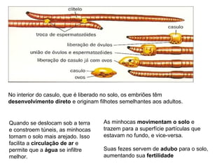 No interior do casulo, que é liberado no solo, os embriões têm
desenvolvimento direto e originam filhotes semelhantes aos adultos.
Quando se deslocam sob a terra
e constroem túneis, as minhocas
tornam o solo mais arejado. Isso
facilita a circulação de ar e
permite que a água se infiltre
melhor.
As minhocas movimentam o solo e
trazem para a superfície partículas que
estavam no fundo, e vice-versa.
Suas fezes servem de adubo para o solo,
aumentando sua fertilidade
 