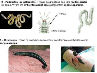 2 - Poliquetas (ou poliquetos) : reúne os anelídeos que têm muitas cerdas
no corpo. Vivem em ambientes aquáticos e apresentam sexos separados.
Outros anelídeos brânquia
detalhe da cabeça
3 – Hirudíneos: reúne os anelídeos sem cerdas, popularmente conhecidos como
sanguessugas.
 