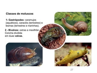 1- Gastrópodes: caramujos
(aquáticos), caracóis (terrestres) e
lesmas (terrestres e marinhas).
2 - Bivalves: ostras e mexilhões.
Concha dividida
em duas valvas.
Classes de moluscos
FOTOS:FABIOCOLOMBINI/ACERVODOFOTÓGRAFO
27
 