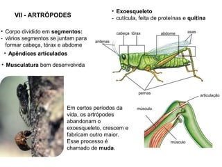 VII - ARTRÓPODES
• Musculatura bem desenvolvida
• Apêndices articulados
• Exoesqueleto
- cutícula, feita de proteínas e quitina
• Corpo dividido em segmentos:
- vários segmentos se juntam para
formar cabeça, tórax e abdome
pernas
antenas
cabeça tórax abdome asas
músculo
músculo
articulação
Em certos períodos da
vida, os artrópodes
abandonam o
exoesqueleto, crescem e
fabricam outro maior.
Esse processo é
chamado de muda.
 