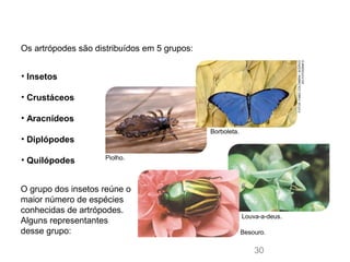 Os artrópodes são distribuídos em 5 grupos:
• Insetos
• Crustáceos
• Aracnídeos
• Diplópodes
• Quilópodes
O grupo dos insetos reúne o
maior número de espécies
conhecidas de artrópodes.
Alguns representantes
desse grupo:
FOTOS:FABIOCOLOMBINI/ACERVO
DOFOTÓGRAFO
30
Piolho.
Louva-a-deus.
Borboleta.
Besouro.
 