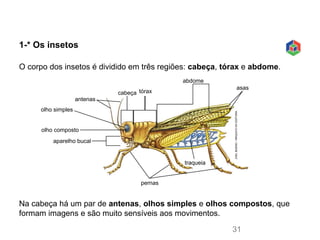 1-* Os insetos
Na cabeça há um par de antenas, olhos simples e olhos compostos, que
formam imagens e são muito sensíveis aos movimentos.
O corpo dos insetos é dividido em três regiões: cabeça, tórax e abdome.
JOELBUENO/ARQUIVODAEDITORA
pernas
antenas
cabeça tórax
abdome
asas
traqueia
olho simples
aparelho bucal
olho composto
31
 