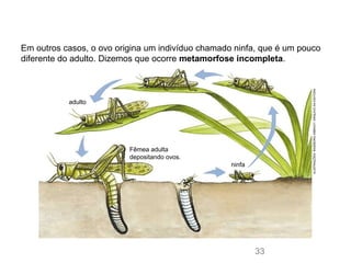 Em outros casos, o ovo origina um indivíduo chamado ninfa, que é um pouco
diferente do adulto. Dizemos que ocorre metamorfose incompleta.
Fêmea adulta
depositando ovos.
ninfa
adulto
ILUSTRAÇÕES:INGEBORGASBACH/ARQUIVODAEDITORA
33
 